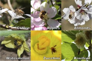 Bees make more than honey.  Here are some of the food crops that bees pollinate.