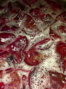 Honey Mead Fermenting With Fresh Rose Petals